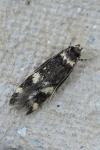 Oegoconia