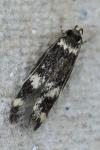 Oegoconia