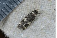 Oegoconia