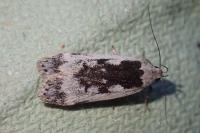Anacampsis blattariella