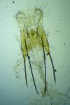 Anacampsis blattariella