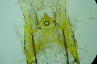 Anacampsis blattariella