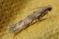Exoteleia dodecella