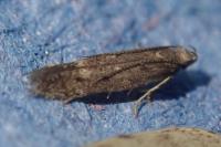 Monochroa rumicetella