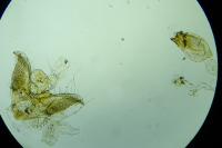 Monochroa rumicetella