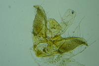 Monochroa rumicetella