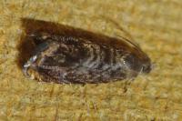 Grapholita janthinana
