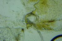 Grapholita janthinana