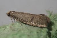 Agnoea josephinae