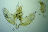 Agnoea josephinae