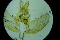 Agnoea josephinae