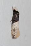 Trichophaga tapetzella