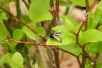 Adela reaumurella