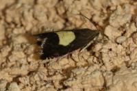 Pammene regiana