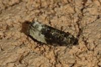 Hedya nubiferana