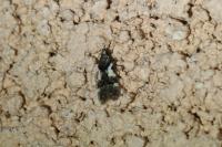 Teleiodes luculella