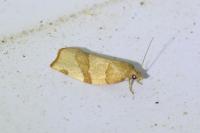 Pandemis cerasana