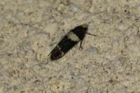 Recurvaria leucatella