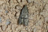 Teleiodes vulgella