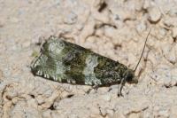 Orthotaenia undulana