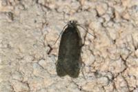 Bryotropha