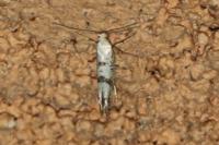 Argyresthia curvella