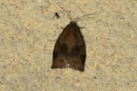 Archips rosana