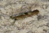 Argyresthia pruniella