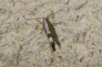 Argyresthia pruniella