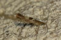 Argyresthia pruniella