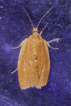 Clepsis consimilana