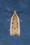 Nothris congressariella