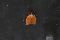 Clepsis consimilana