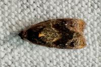 Ditula angustiorana