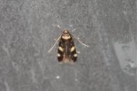 Oegoconia