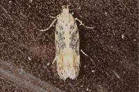Scrobipalpa ocellatella