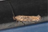 Scrobipalpa ocellatella