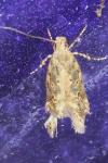 Scrobipalpa ocellatella