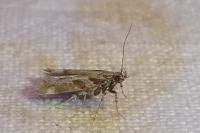 Aristotelia