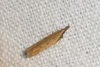 Dichomeris acuminata