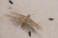 Alucita grammodactyla/palodactyla