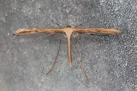 Emmelina monodactyla