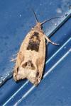 Crocidosema plebejana