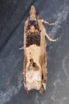 Crocidosema plebejana