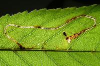 Lyonetia clerkella