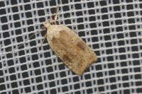 Agonopterix nervosa