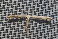 Emmelina monodactyla