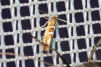 Phyllonorycter muelleriella