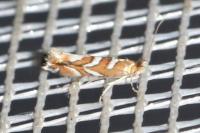 Phyllonorycter muelleriella