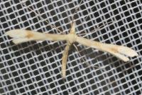 Gillmeria ochrodactyla